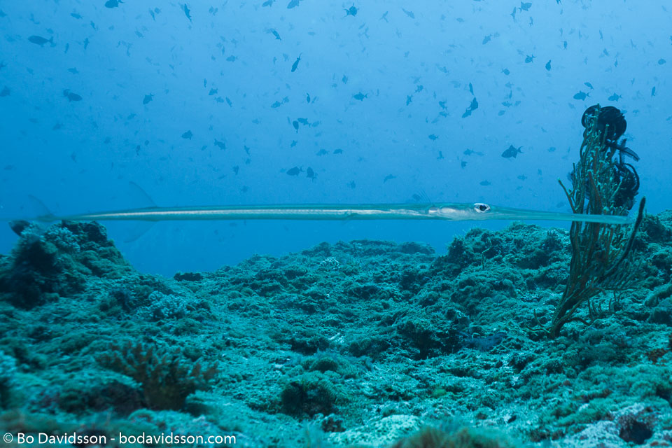 BD-150425-Maldives-8533-Fistularia-commersonii.-Rüppell.-1838-[Bluespotted-cornetfish].jpg